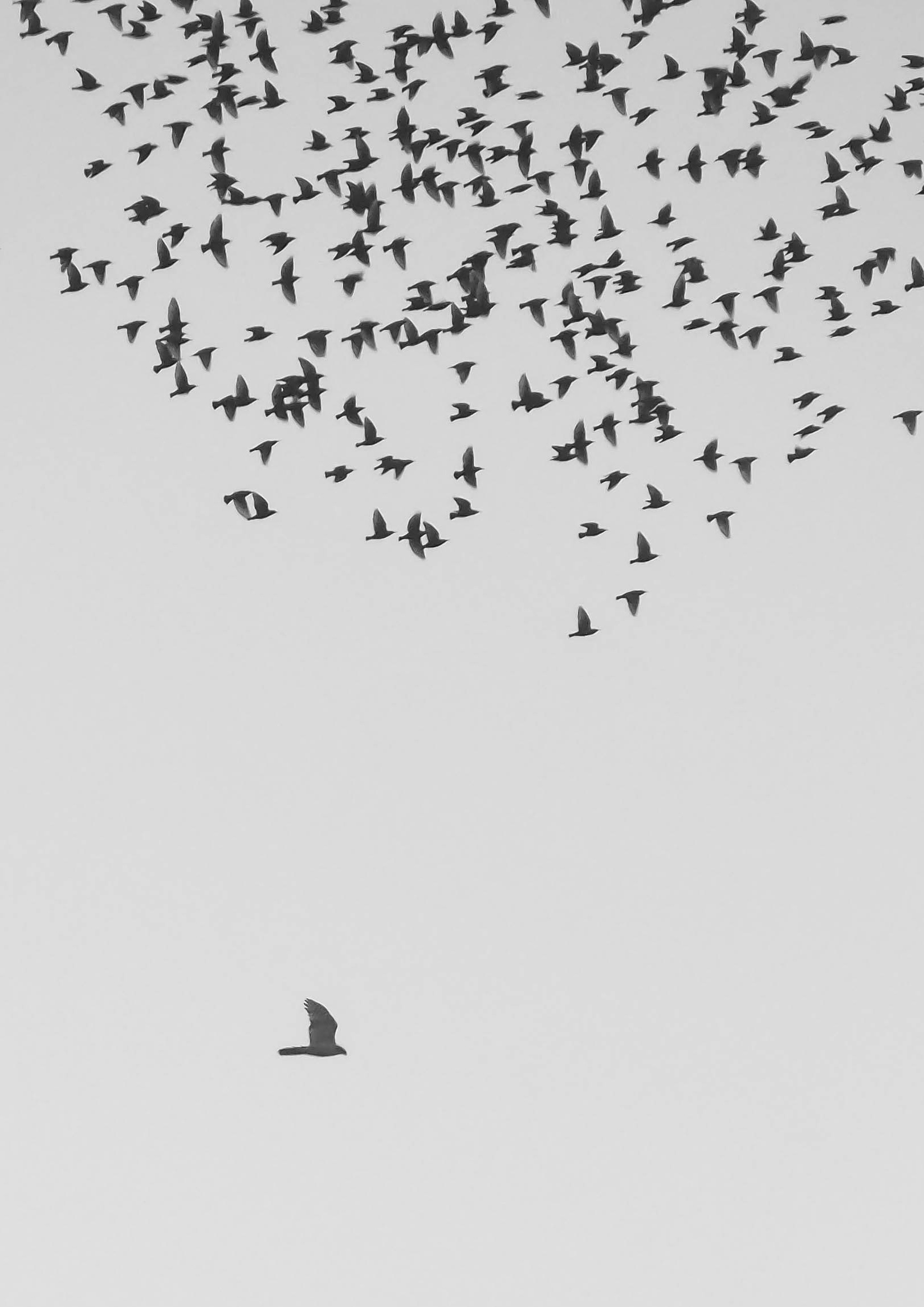 A large flock of birds high in a pale sky, with a single bird flying alone below them